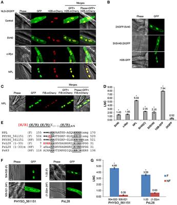 Distinctive Nuclear Localization Signals in the Oomycete Phytophthora sojae